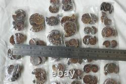 100 Pieces Small NATURAL RAINBOW SPLIT AMMONITE FOSSIL CONCH 50 Pairs