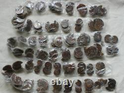 100 Pieces Small NATURAL RAINBOW SPLIT AMMONITE FOSSIL CONCH 50 Pairs