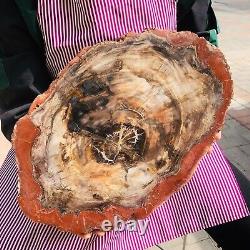 10.42LB Natural Petrified Wood Slice Real Authentic Piece History Fossil 1166