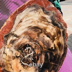 10.42LB Natural Petrified Wood Slice Real Authentic Piece History Fossil 1166
