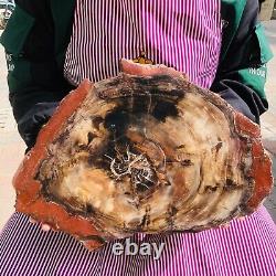 10.64LB Natural Petrified Wood Slice Real Authentic Piece History Fossil 1167