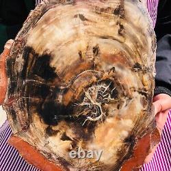 10.64LB Natural Petrified Wood Slice Real Authentic Piece History Fossil 1167