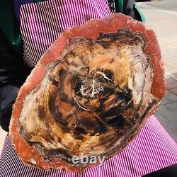 11.06LB Natural Petrified Wood Slice Real Authentic Piece History Fossil 1165