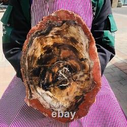 11.06LB Natural Petrified Wood Slice Real Authentic Piece History Fossil 1165