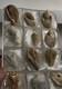 12-piece Fossilized Spiralite Quartz Shells