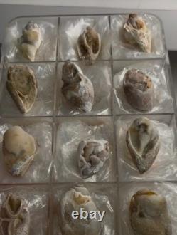 12-Piece Fossilized Spiralite Quartz Shells Large Premium Lot