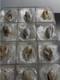 12-piece Fossilized Spiralite Quartz Shells Premium Ancient Collection