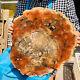 15.11lb Natural Petrified Wood Slice Real Authentic Piece History Fossil 4