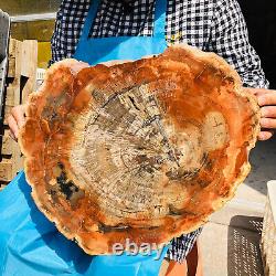 15.11LB Natural Petrified Wood Slice Real Authentic Piece History Fossil 4
