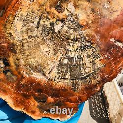 15.11LB Natural Petrified Wood Slice Real Authentic Piece History Fossil 4