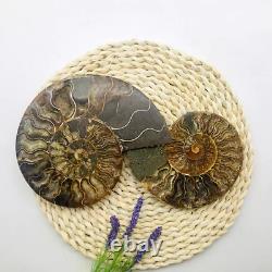 1 pair 2 pieces natural ammonite fossil specimen healing Madagascar