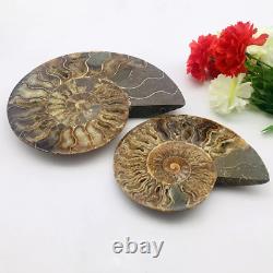 1 pair 2 pieces natural ammonite fossil specimen healing Madagascar