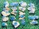 256grams20 Pieces Lot Of Lustrous Rare Blue Celestine Specimens Cluster+calcite