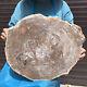29.17lb Natural Petrified Wood Slice Real Authentic Piece History Fossil 42