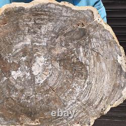 29.17LB Natural Petrified Wood Slice Real Authentic Piece History Fossil 42