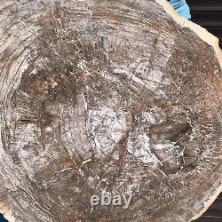29.17LB Natural Petrified Wood Slice Real Authentic Piece History Fossil 42