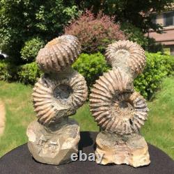 2 Pieces 6.18LB Natural Beautiful Ammonite Fossil Conch Crystal Specimen 1536