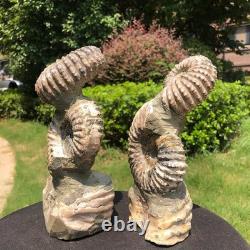 2 Pieces 6.18LB Natural Beautiful Ammonite Fossil Conch Crystal Specimen 1536 2 Pieces 6.18LB Natural Beautiful Ammonite Fossil Conch Crystal Specimen 1536