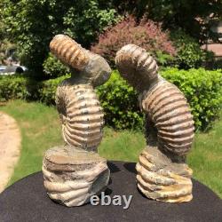 2 Pieces 6.18LB Natural Beautiful Ammonite Fossil Conch Crystal Specimen 1536