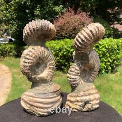 2 Pieces 6.18LB Natural Beautiful Ammonite Fossil Conch Crystal Specimen 1536
