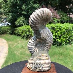 2 Pieces 6.18LB Natural Beautiful Ammonite Fossil Conch Crystal Specimen 1536