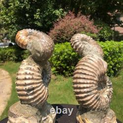 2 Pieces 6.18LB Natural Beautiful Ammonite Fossil Conch Crystal Specimen 1536