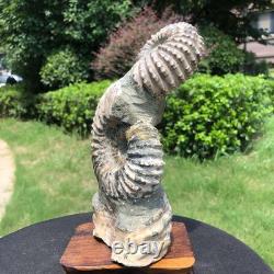 2 Pieces 6.18LB Natural Beautiful Ammonite Fossil Conch Crystal Specimen 1536