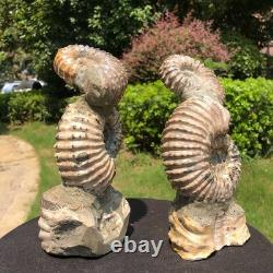 2 Pieces 6.18LB Natural Beautiful Ammonite Fossil Conch Crystal Specimen 1536