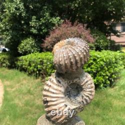 2 Pieces 6.18LB Natural Beautiful Ammonite Fossil Conch Crystal Specimen 1536