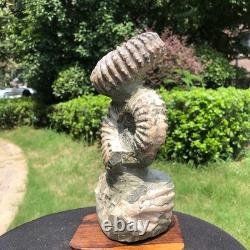 2 Pieces 6.18LB Natural Beautiful Ammonite Fossil Conch Crystal Specimen 1536
