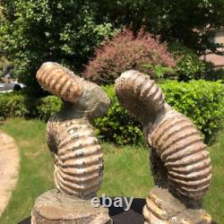 2 Pieces 6.18LB Natural Beautiful Ammonite Fossil Conch Crystal Specimen 1536