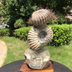 2 Pieces 6.18LB Natural Beautiful Ammonite Fossil Conch Crystal Specimen 1536 2 Pieces 6.18LB Natural Beautiful Ammonite Fossil Conch Crystal Specimen 1536
