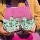 2pieces 4.52lb New Find Green Phantomquartz Crystal Cluster Mineralspecimen 1820