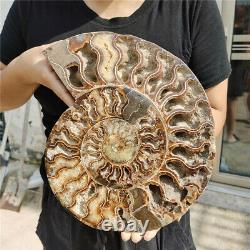 4.5 LB A piece of Natural Ammonite Fossil slice healing Madagascar