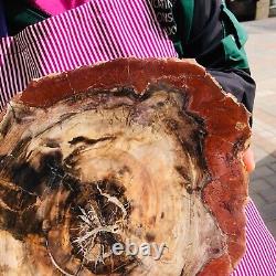 5030g (total weight) natural petrified wood fossil pieces Madagascar 1165