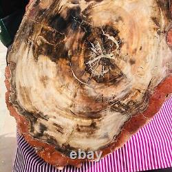 5030g (total weight) natural petrified wood fossil pieces Madagascar 1165