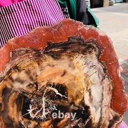 5030g (total weight) natural petrified wood fossil pieces Madagascar 1165