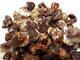 50 Piece Lot Windowed Mexican Fire Agate All With Color