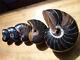 5 Pieces Of Nautilus Fossil Ammonite Specimen From Madagascar Healing