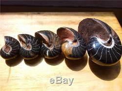 5 Pieces of Nautilus Fossil ammonite Specimen from Madagascar Healing