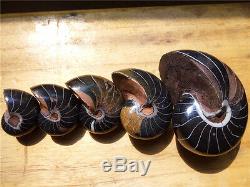 5 Pieces of Nautilus Fossil ammonite Specimen from Madagascar Healing