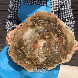 7900G Natural Petrified Wood Slice Real Authentic Piece History Fossil 34