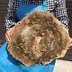 7900g Natural Petrified Wood Slice Real Authentic Piece History Fossil 34