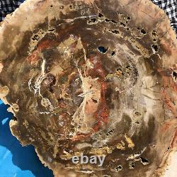 7900G Natural Petrified Wood Slice Real Authentic Piece History Fossil 34