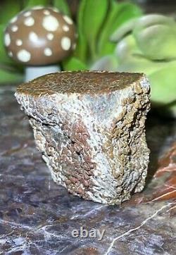 AGATIZED DINOSAUR GEM BONE COLLECTION PIECEFINISHED POLISHED22.90Grams