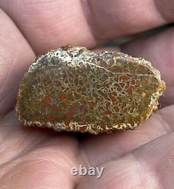 AGATIZED DINOSAUR GEM BONE COLLECTION PIECEFINISHED POLISHED22.90Grams