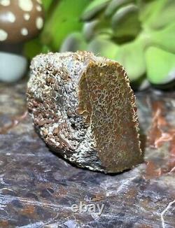 AGATIZED DINOSAUR GEM BONE COLLECTION PIECEFINISHED POLISHED22.90Grams