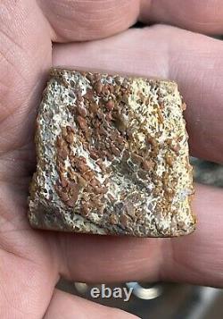 AGATIZED DINOSAUR GEM BONE COLLECTION PIECEFINISHED POLISHED22.90Grams