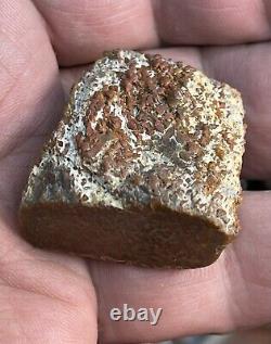 AGATIZED DINOSAUR GEM BONE COLLECTION PIECEFINISHED POLISHED22.90Grams