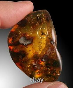 A polished piece of amber with several inclusions (possibly a bee and a wasp)